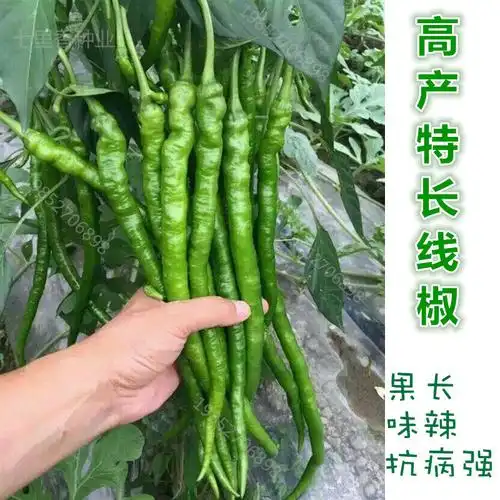 特长线椒种子春四季盆栽南方蔬菜种孑超辣高产早熟大