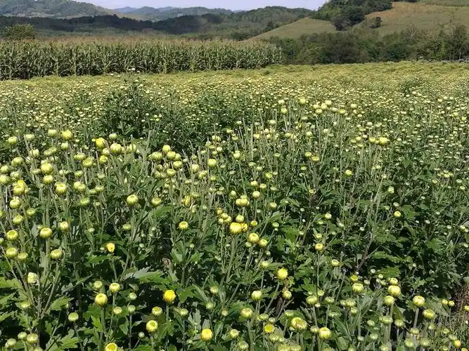 长白山高山寒地胎菊是来自长白山脚下高海拔高寒山区种植的纯绿色无