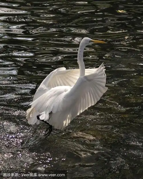 大白白鹭鸟的特写侧面视图飞行在水上与它美丽的白色翅膀享受它的环境