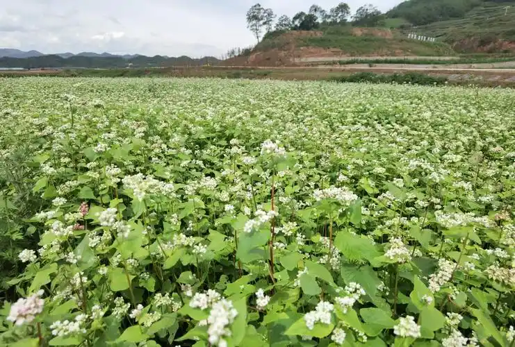 大片的苦荞花