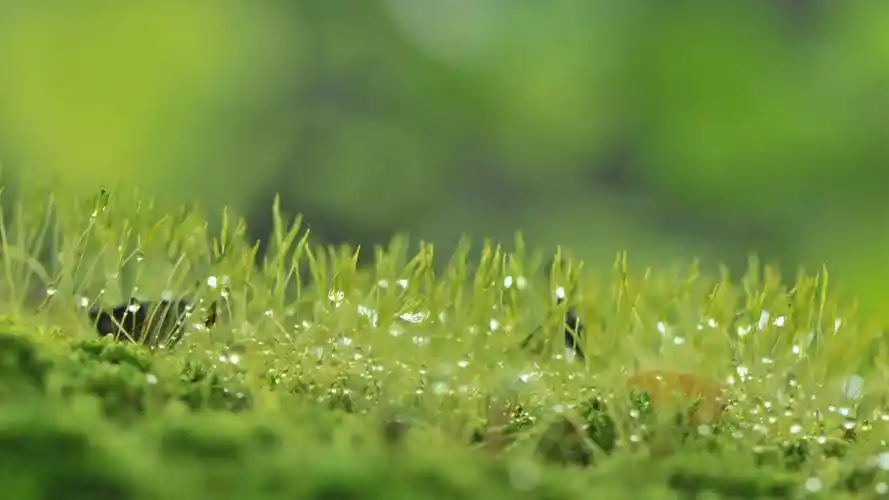 绿色自然植物ppt背景图_编号87419