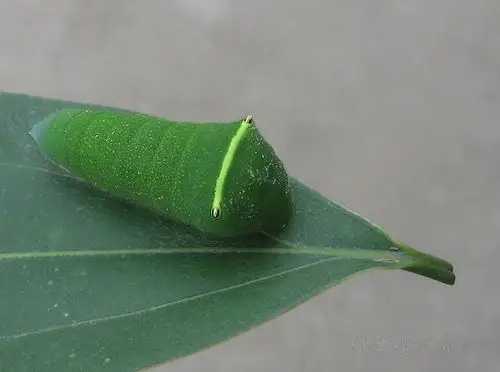 青凤蝶是一种色彩鲜艳的美丽蝴蝶,它飞翔迅速不易接近,喜访花吸蜜.