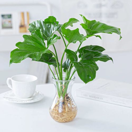 植物推荐水培室内绿植花卉客厅好养驱蚊水养绿植