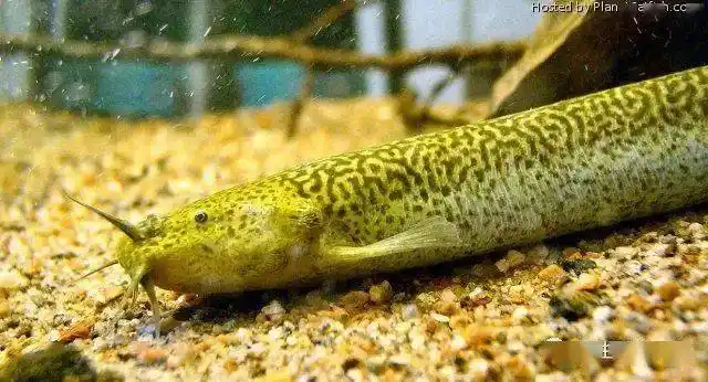 每天认识一种南美鱼78马氏沙毛鼻鲶