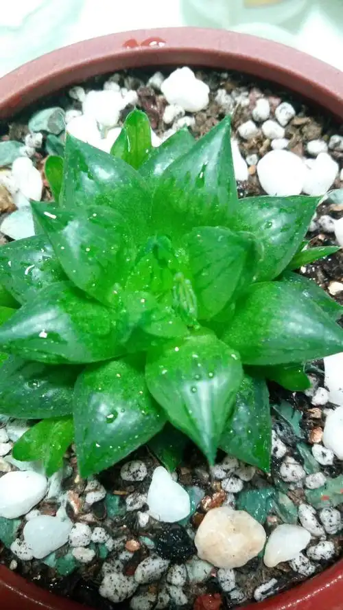 我的美丽多肉植物