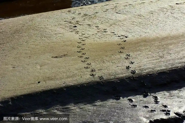 鸭子在沙滩上留下的足迹