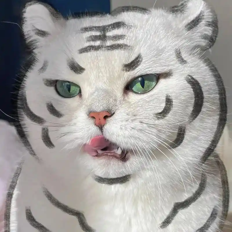 照猫画虎嗷呜 嗷#猫咪表情包  #照猫画虎#虎虎生财交好运 - 抖音