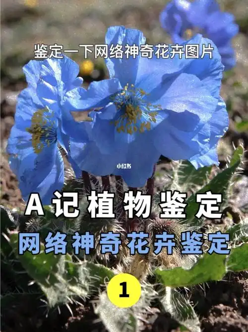 网络神奇植物照片鉴定94看图识花94