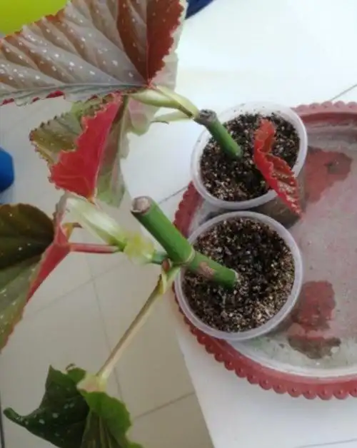 二,竹节海棠水培扦插方法