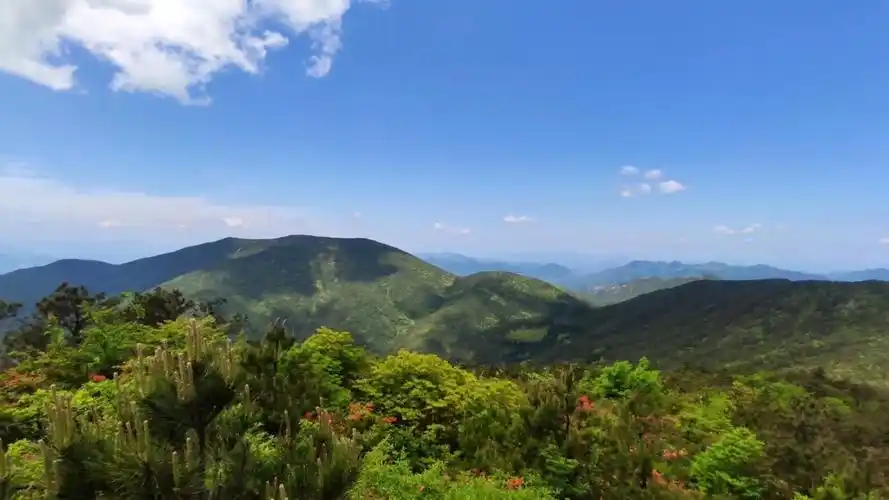 缙云大洋山赏花#灯笼杜鹃#949494