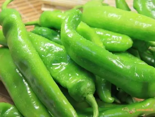 鲜枣青椒可防胆结石松原吃喝玩乐购|松原吃喝玩乐网|松原宾馆酒店网上