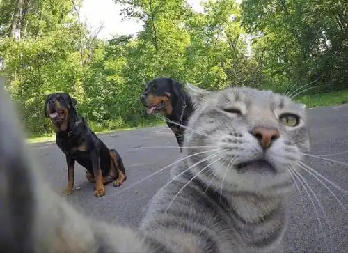 红遍网络的自拍猫,各国网友都在模仿,网友:还是猫拍得好看