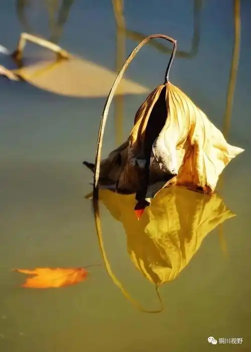 冬日残荷摄影铜川王彩玲