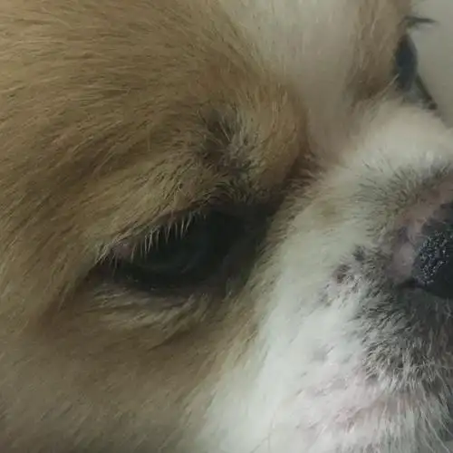 狗狗左眼睫毛除长东西,是什么症状