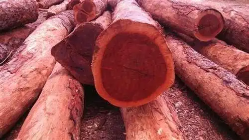 红色的木头是什么木