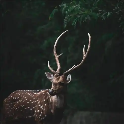 麋鹿唯美意境头像图片