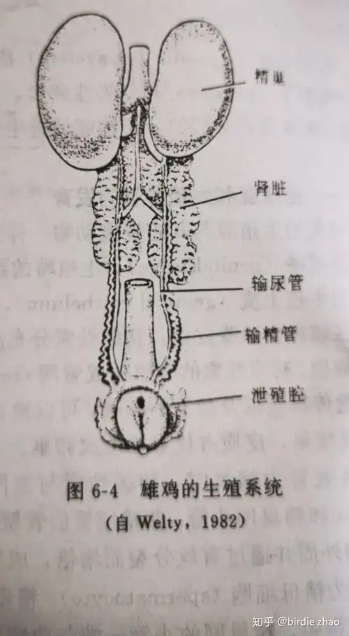 鸟类基础知识6泌尿与生殖系统