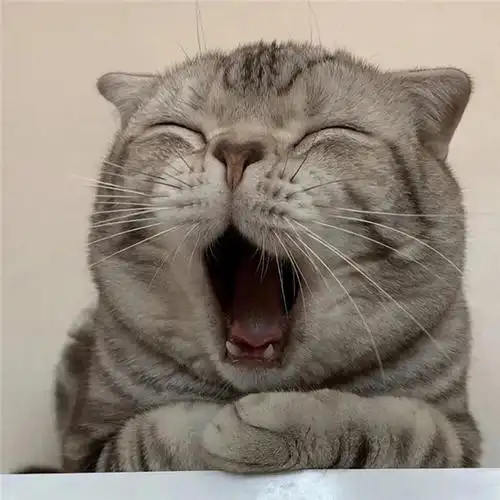 沙雕奇怪可爱好看有趣的头像图片