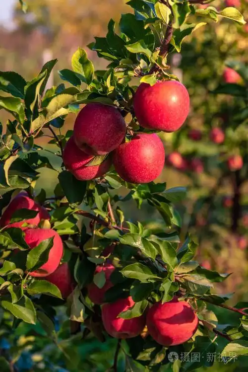 在他们的自然环境中生长在树上的甜红多汁的苹果.