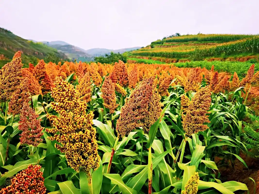 陈刘家山村的高粱红了|陕西省|收割机_新浪新闻