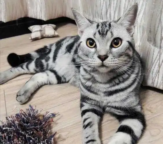 暹罗猫|布偶猫|加菲猫_网易订阅