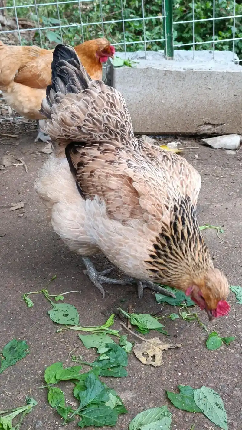 农村散养土鸡 圆滚滚的母鸡 跟 颜值高的公鸡 - 抖音