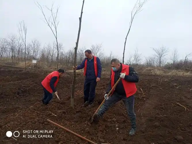 盱眙县农业农村局组织党员志愿者参加义务植树活动