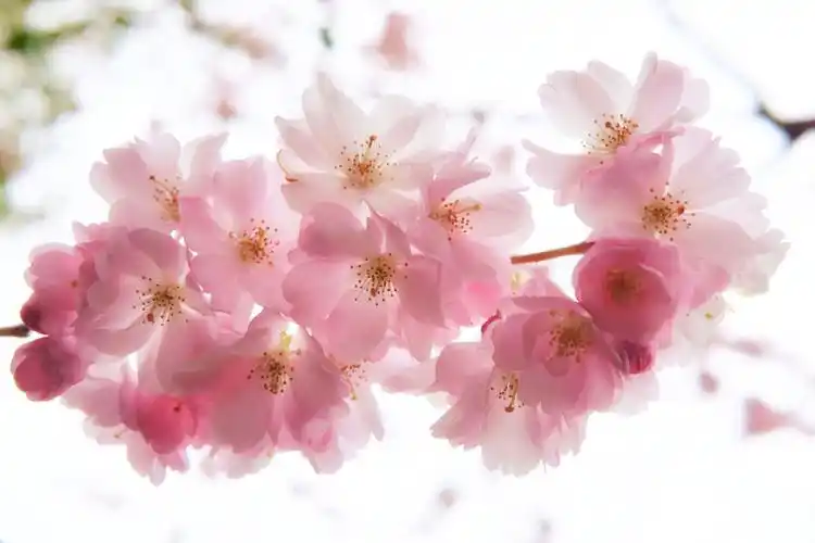 醉美樱花 摄影图片 高清壁纸