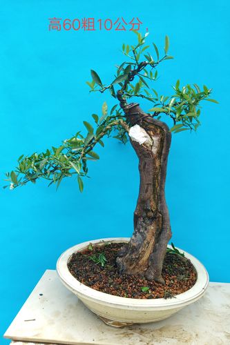 金豆盆景素材熟桩生小品绿植开花挂果掌上盆玩绿植