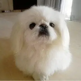 可爱漂亮温顺 京巴幼犬 健康质保