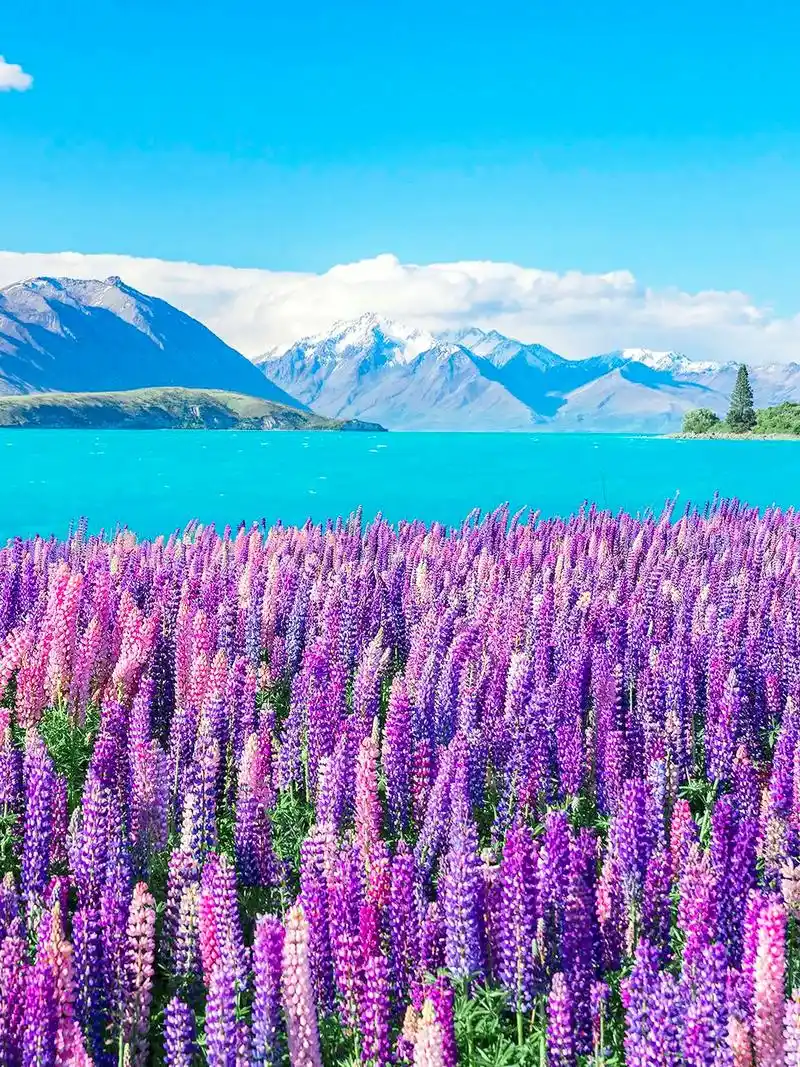 新西兰的鲁冰花最近都 - 抖音