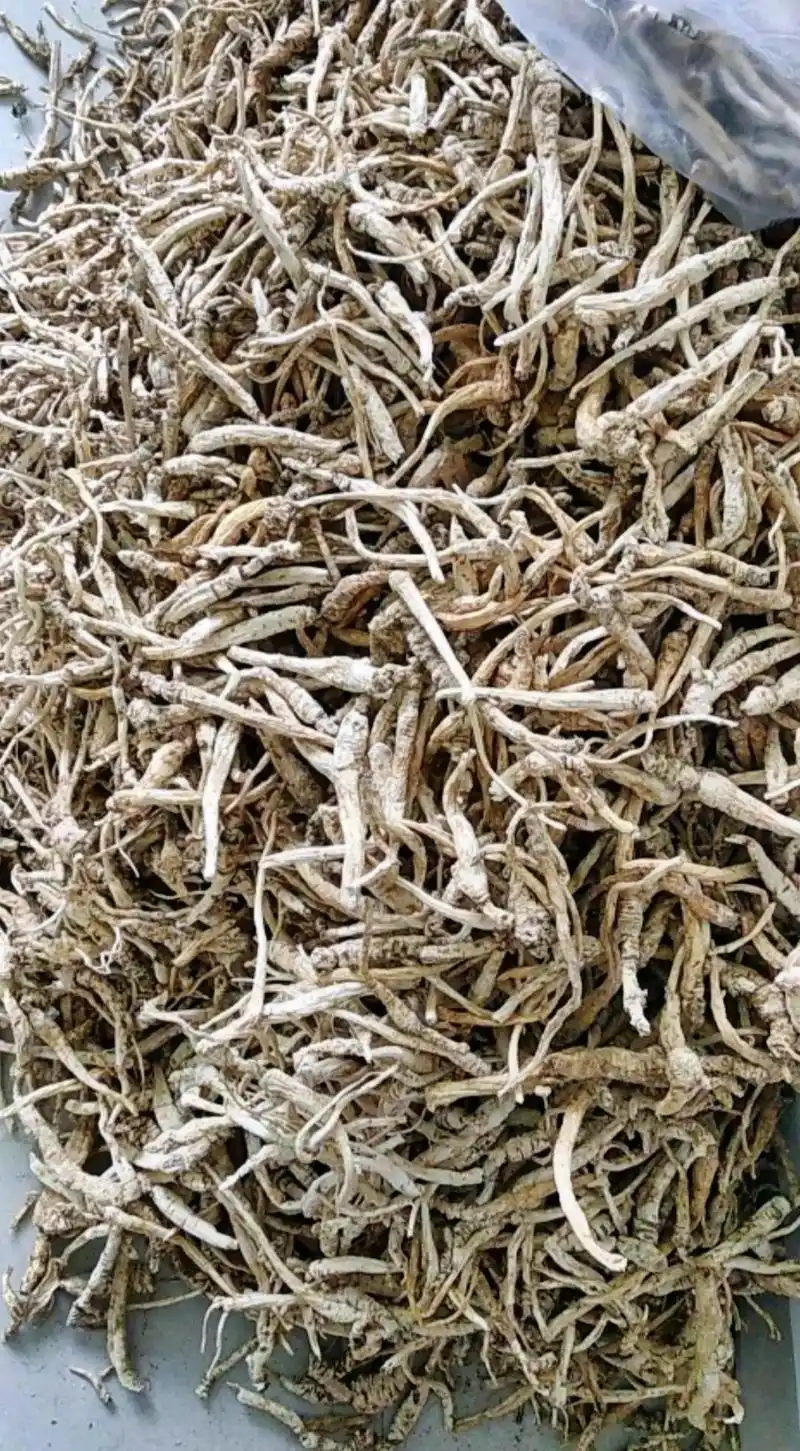 泡参,也叫南沙参,全国大部分都有野生品,大量收购干品,要求刮 - 抖音