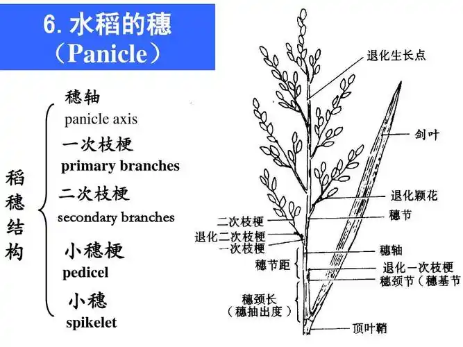 水稻的穗 (panicle) 穗轴 panicle axis 一次枝梗 剑叶 稻 穗 结 构