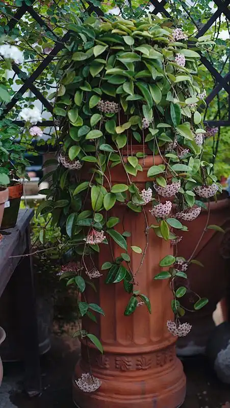 盆栽球兰不开花怎么办?教你几招,可使它开花不停,花香飘满屋