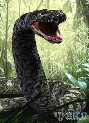 了泰坦巨蟒的样子,该节目的目的是探索这种蛇为什么会长到48英尺(14