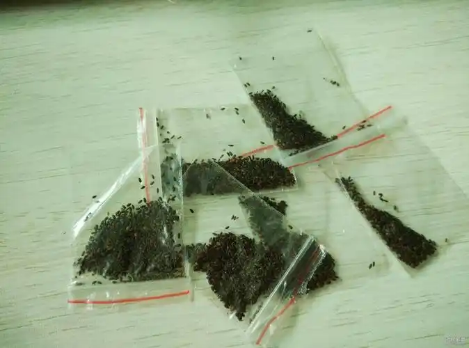 幸福花雏菊种子