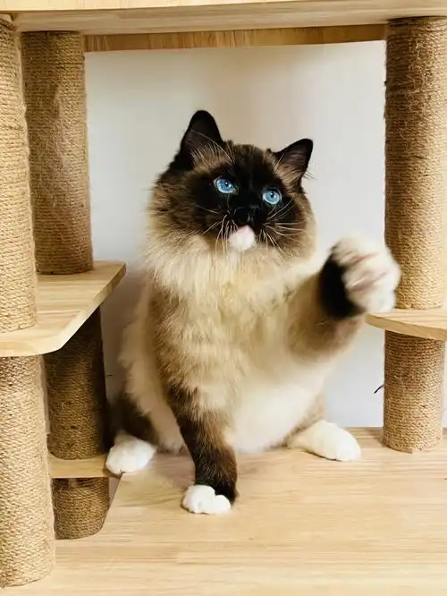 虽然双色比较火,个人就是喜欢手套色的黑脸,耐看9090#布偶猫