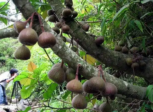 农村孩子才吃过的这几种野果子,第四种现在已经很少见,很难找到