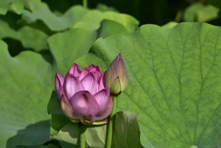 炎热的夏天,娇艳的荷花,绿色的荷叶,可爱的蜻蜓,美丽的风景,美好的