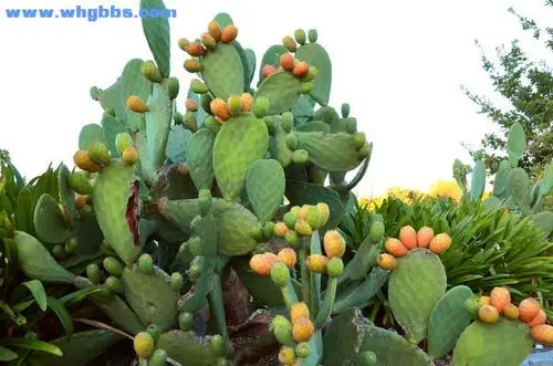 能长到2米以上的仙人掌科植物