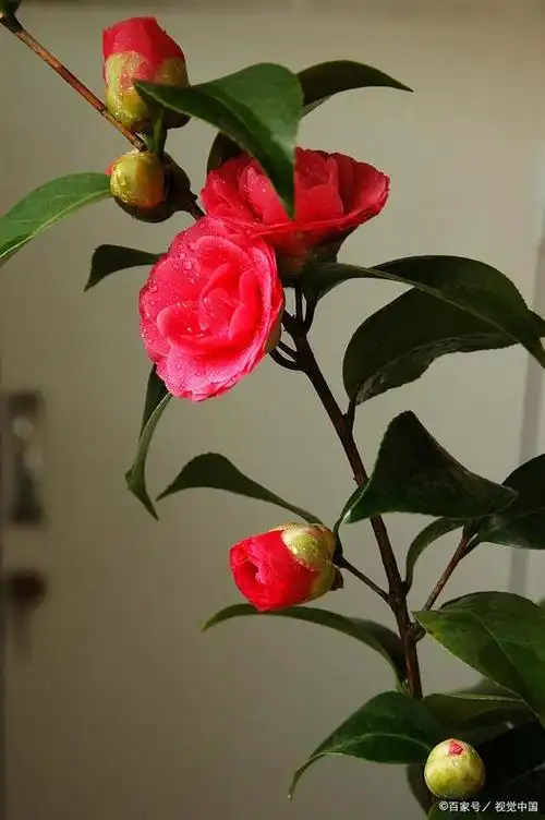 山茶花怎么养护?"5个"小技巧,花朵大又艳,花期更长久