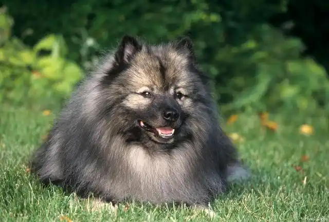 最像熊的10种狗狗,看到最后,你还记得狗长啥样吗?