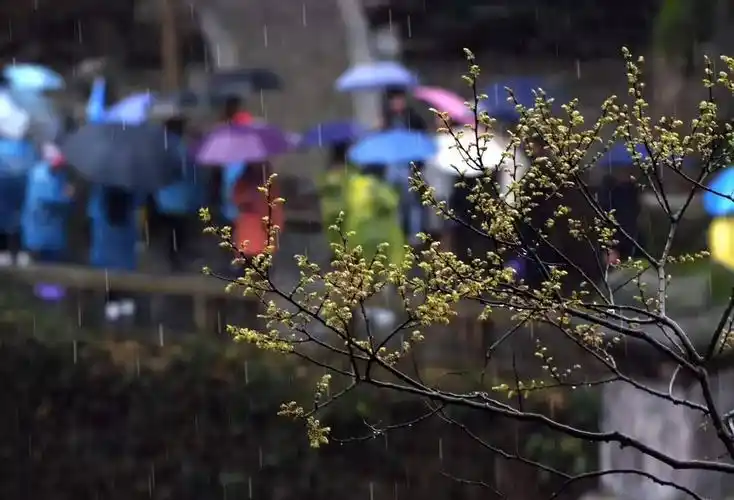 【醉美雨景】虎丘"雨中花",美轮美奂,赶紧收藏吧!