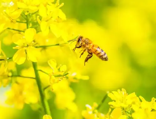 油菜花与小蜜蜂
