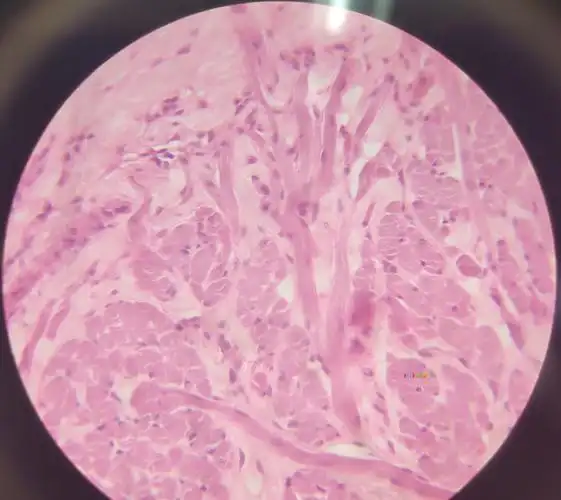 imicro 中国科学技术大学 显微摄影比赛