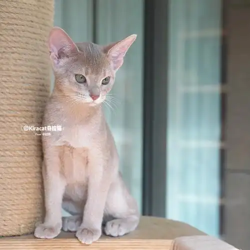 酷酷小仙女小鹿色阿比西尼亚猫
