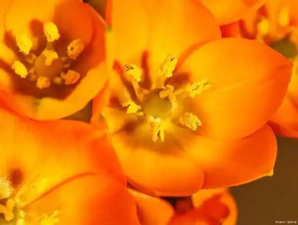 十大没用橙色植物