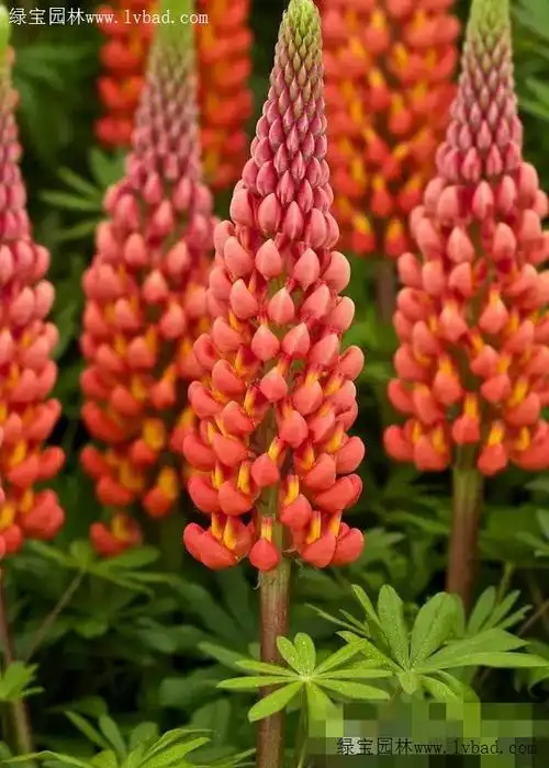 花海花田冷季品种11羽扇豆