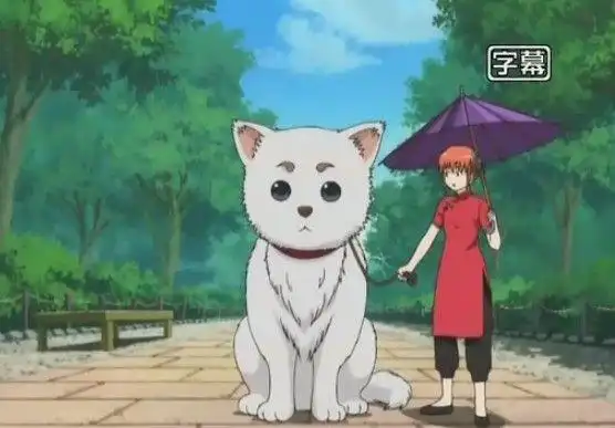 求银魂里面又有神乐又有伞又有定春的图