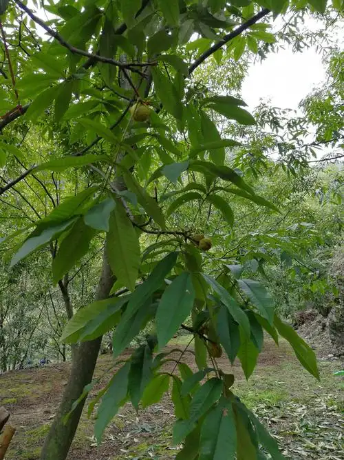 山核桃又到需要野生的时候